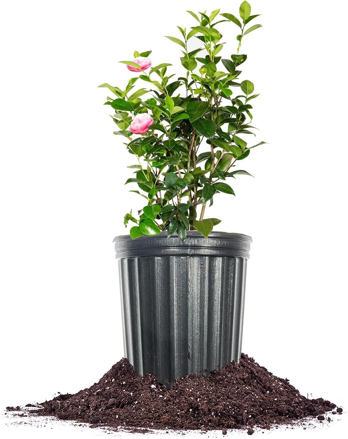 Perfect Plants Pink Perfection Camellia Bush 1 Gallon | Live Shrub for Outdoor P