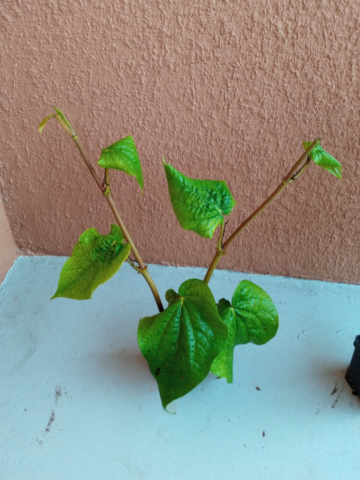 Organic Paan Piper Betel Betle Plants Herb Vine Spice Medicinal Uses, 3.5″ Pot