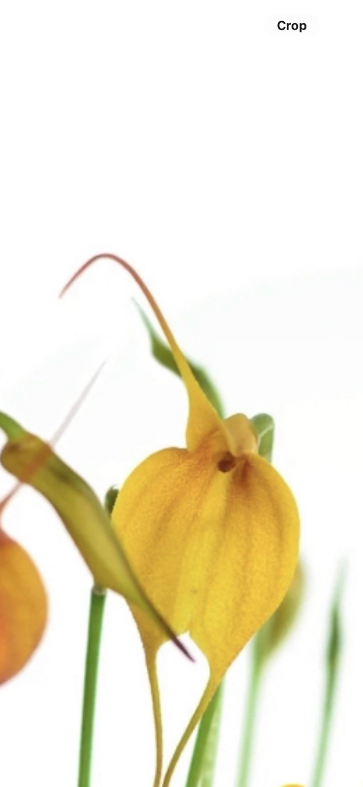 Masdevalia Orchid Plant