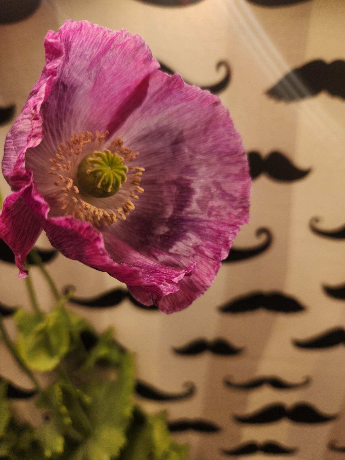 Izmir Poppy Mystery Mix Papaver Somniferum