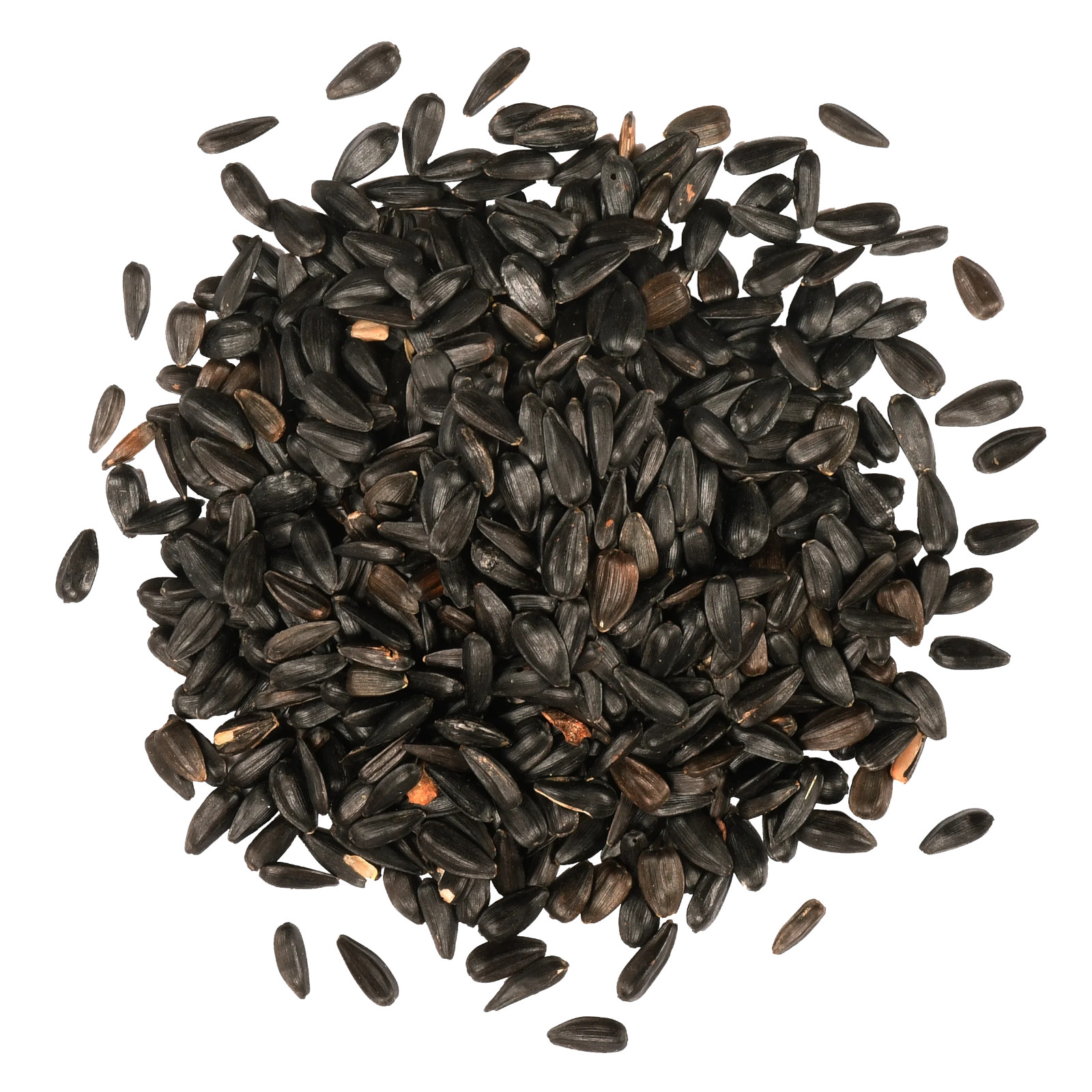 40 Red Sun Sunflower Seeds – Deep Red to Scarlet Red Blooms – Stunning Reds