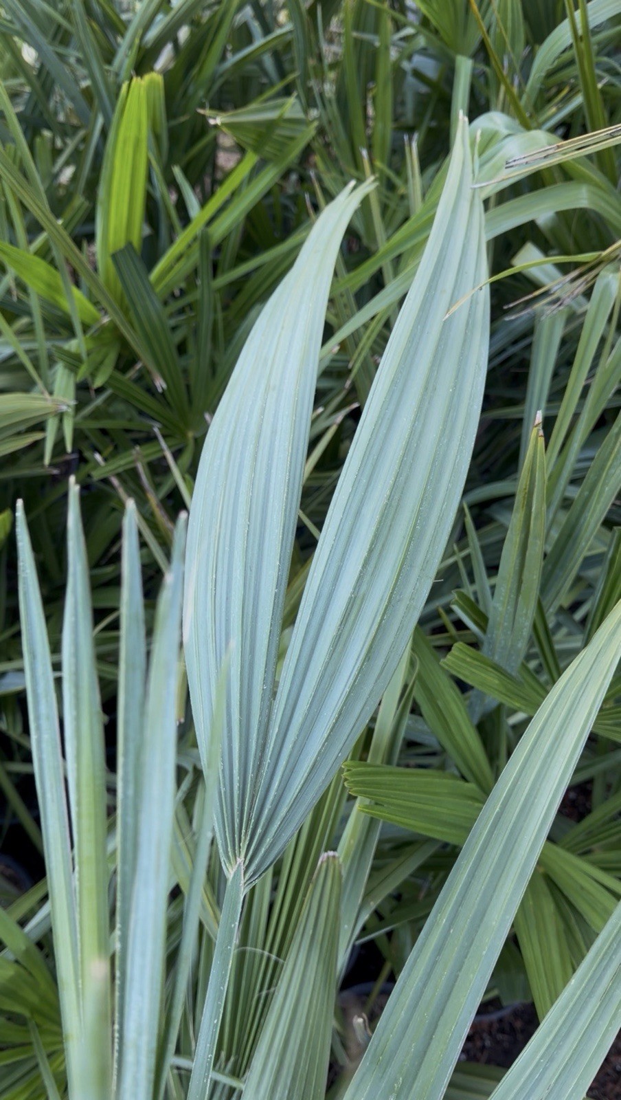 LIVE -4 Degrees Cold Hardy Palm – Snow/Ice Resilient-Shade Tolerant -Sabal Minor
