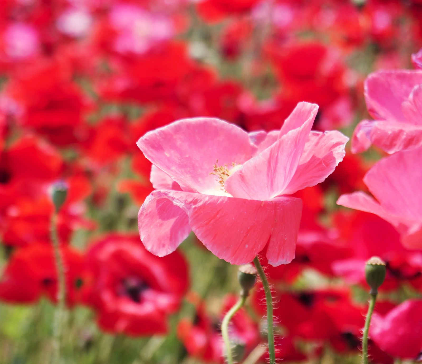 Single Mix Shirley Poppy Seeds | P.Rhoeas Pink Red Poppies Wild Flower Seed 2025