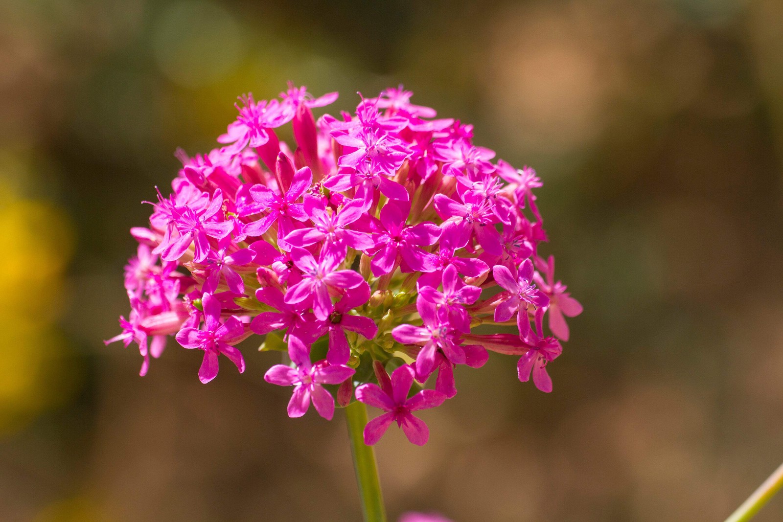 1000 TALL CATCHFLY (Campion / None So Pretty) Silene Armeria Pink Flower Seeds