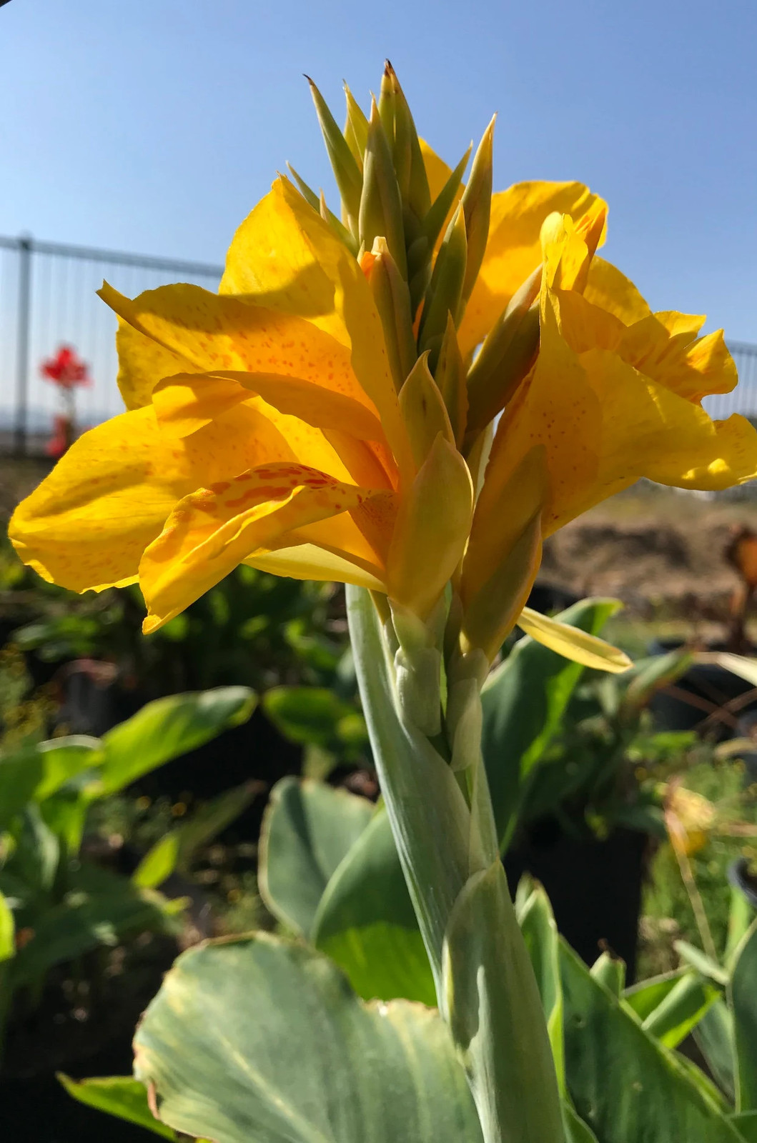 Golden Lucifer Rhizomes – Yellow Red Speckled Blooms – 1-Rhizome