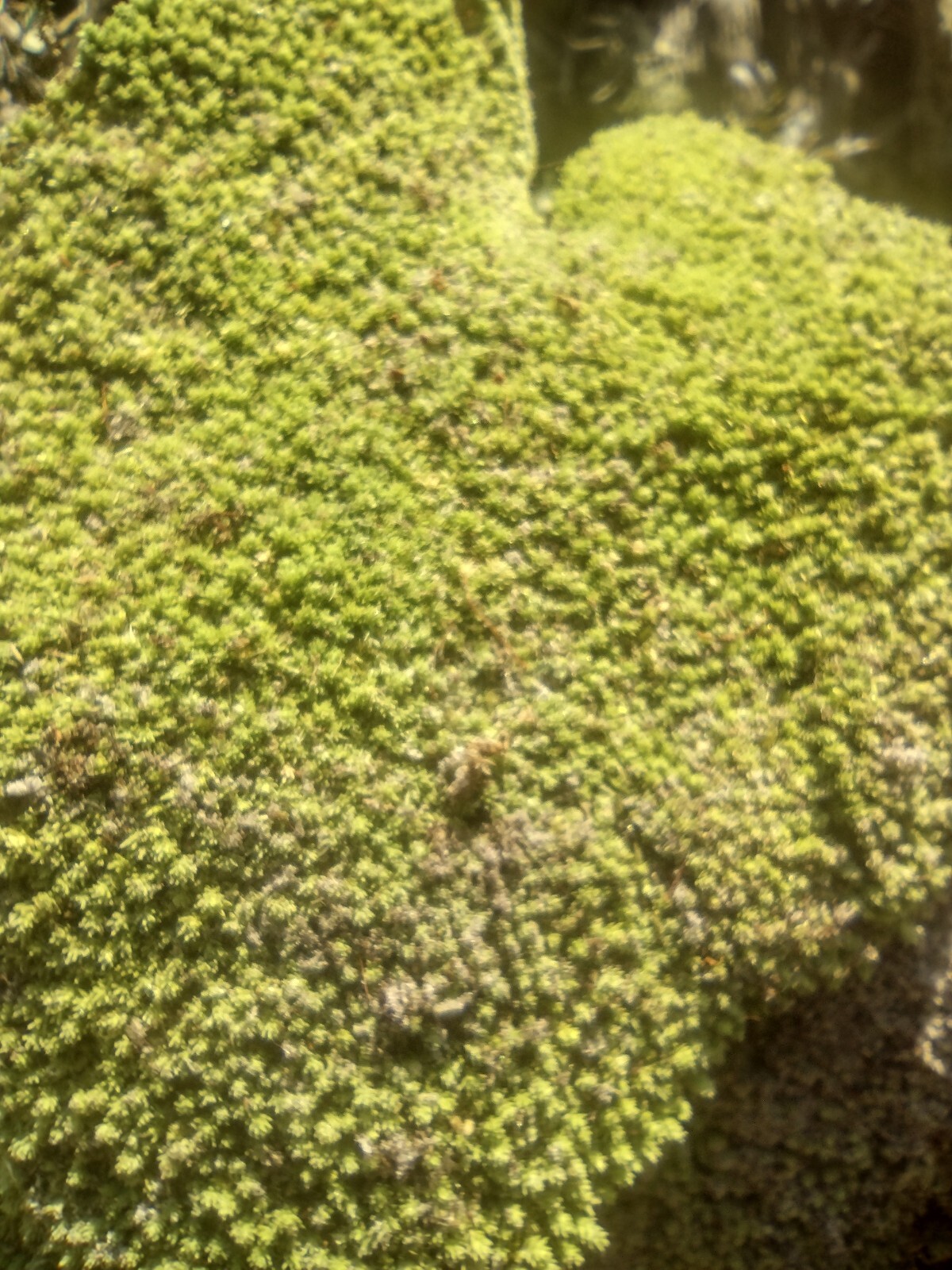 LIVE Florida tropical pillow moss! Bulk moss 10 square feet
