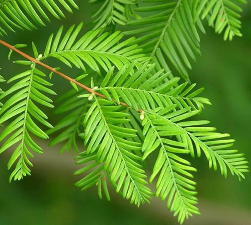 Live Dawn Redwood Plant – Quart Pot – AK: Bareroot Oct–May – No Ship to PR/HI/CA