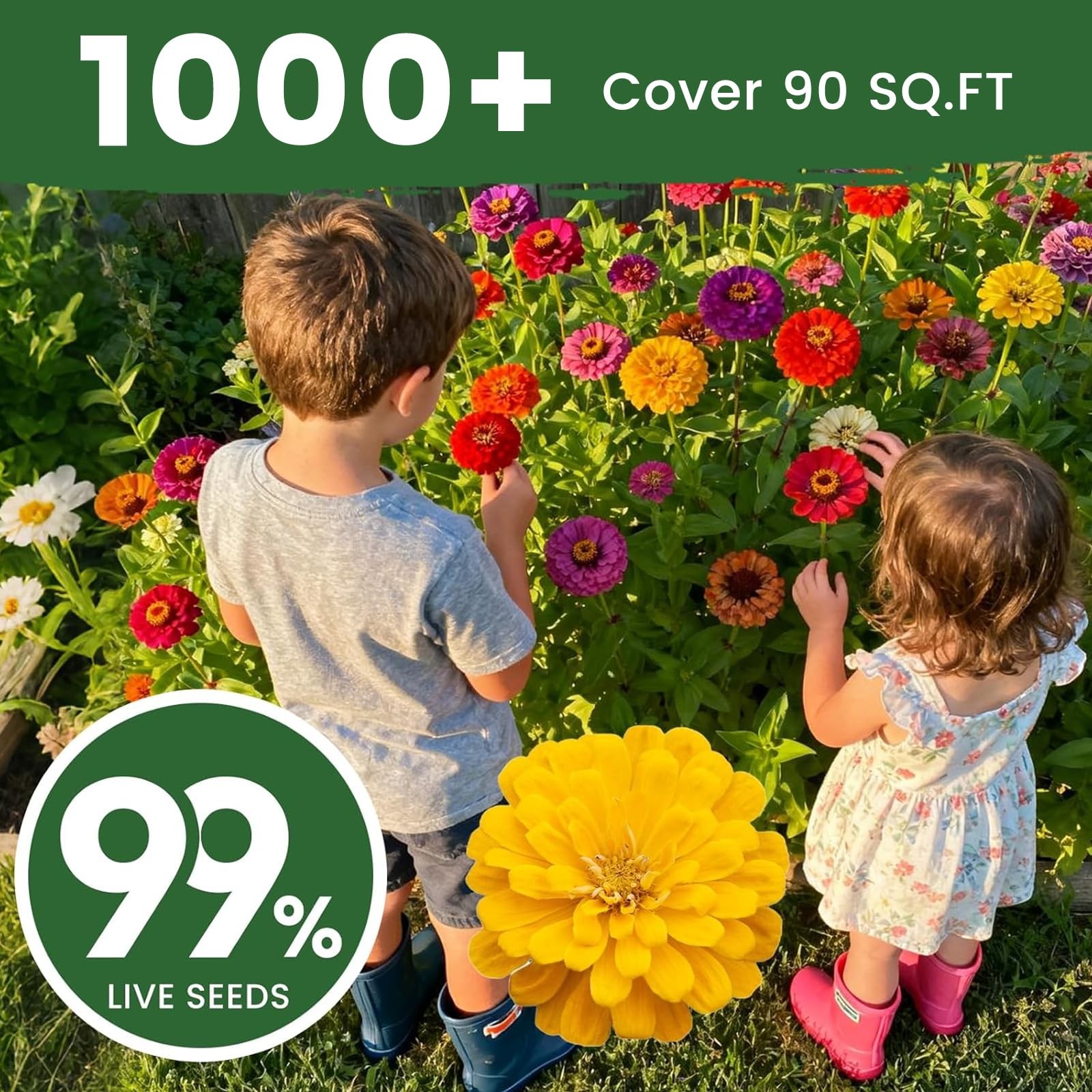 PLANTMEW 1000+ Zinnia Dahlia Seeds Flower 0.35 Ounce Pouch, Colorful