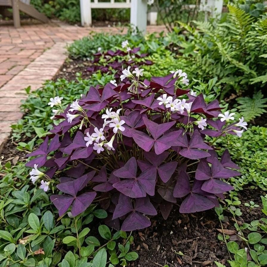 Oxalis Triangularis Bulb Mix 30 Pcs | Unique Purple Foliage for Indoor Display