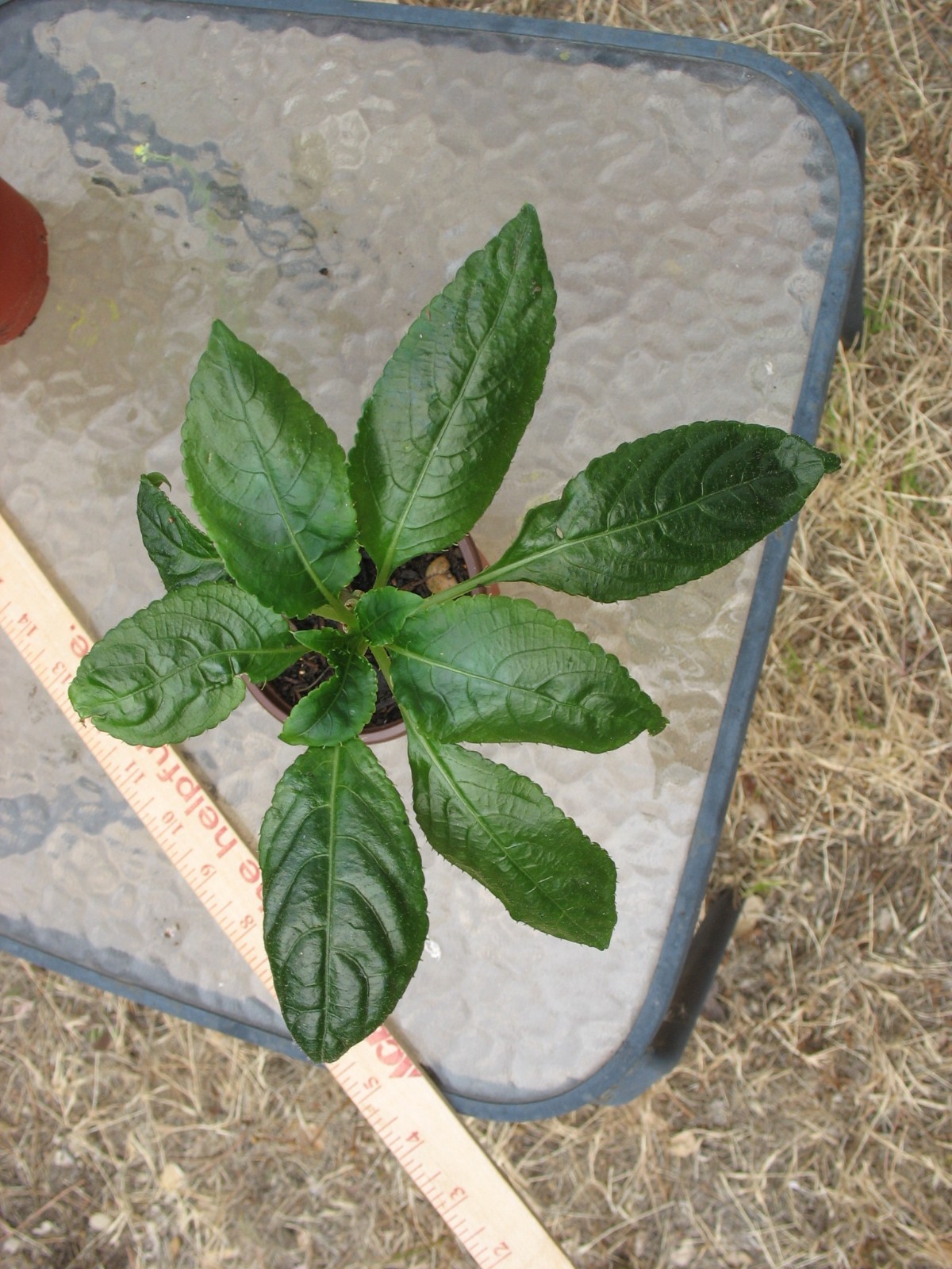 Impatiens Niamniamensis (African Queen ) starter plant 3.5″ pot #2