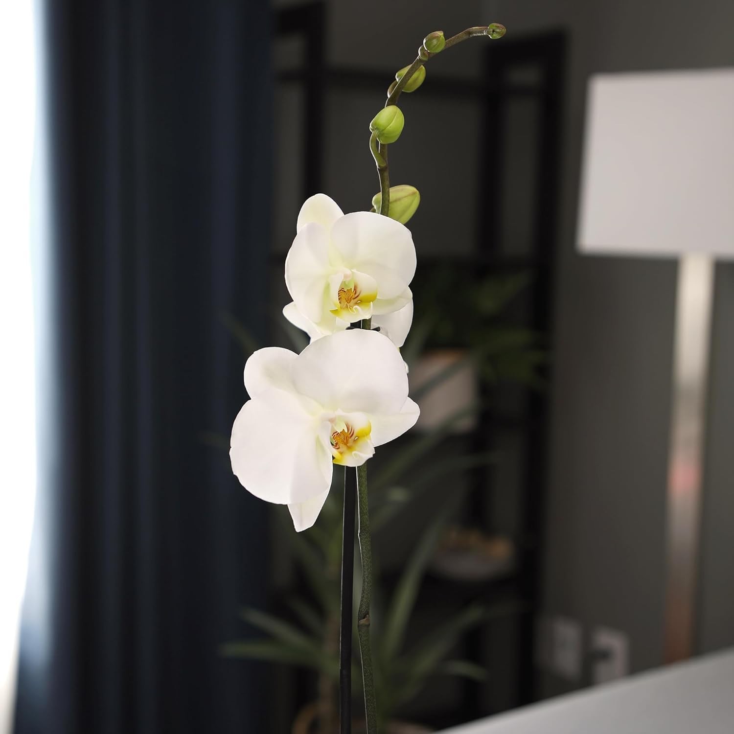 Live 20-24″ Phalaenopsis Orchid in Decorative White Pot – Perfect Gift