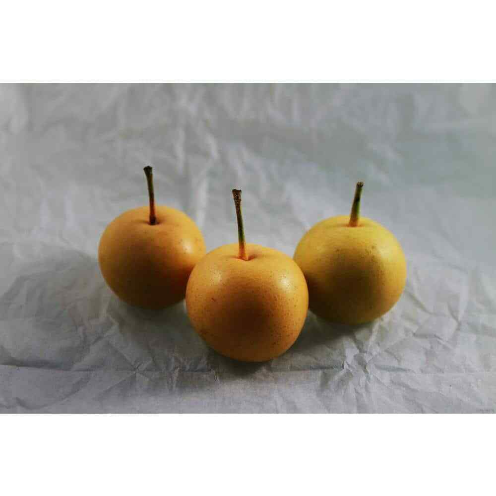 Dwarf 20th Century (Nijisseiki) Asian Pear Bare Root 3-4 FT