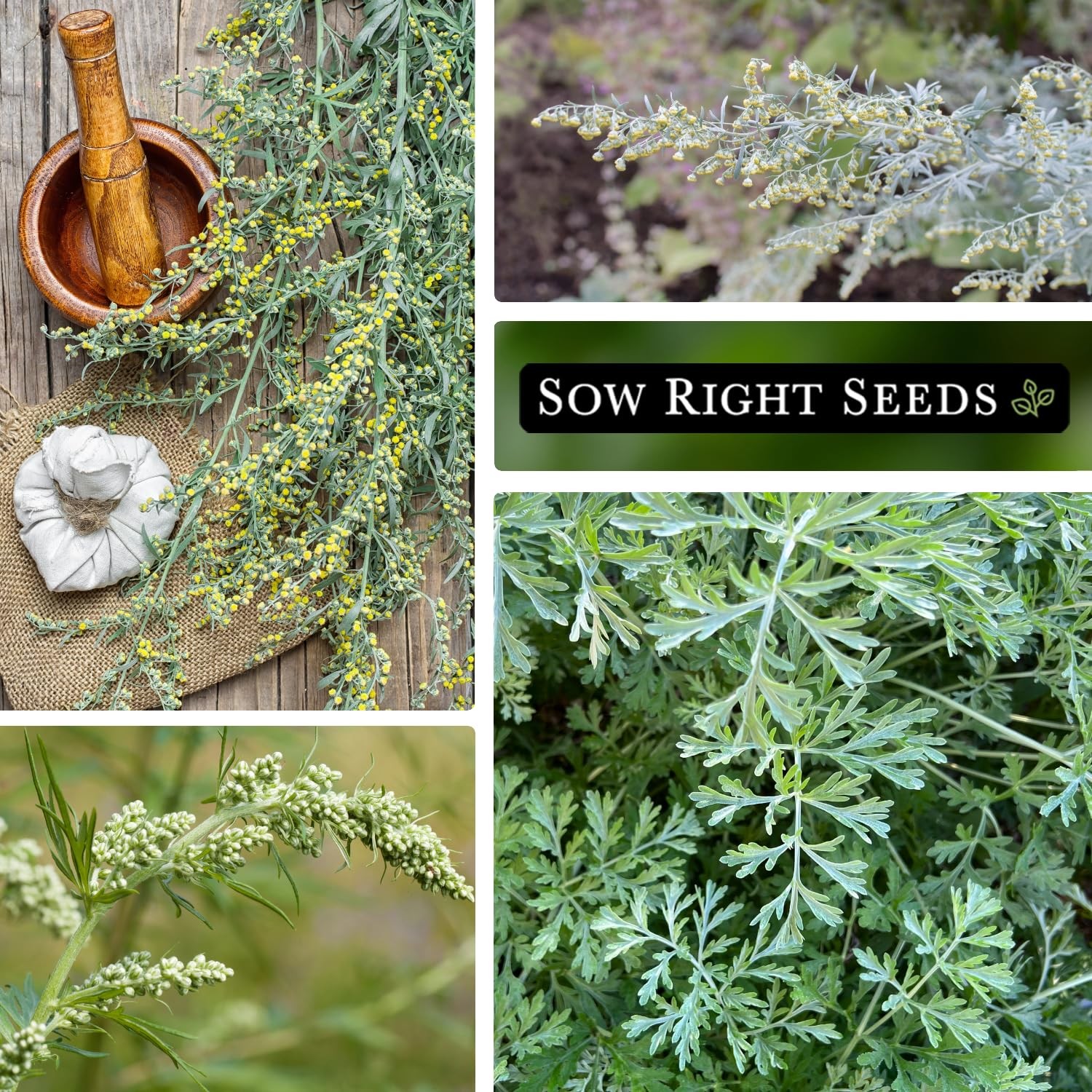 Sow Right Seeds – Wormwood for Planting – Non-GMO Heirloom Packet Green