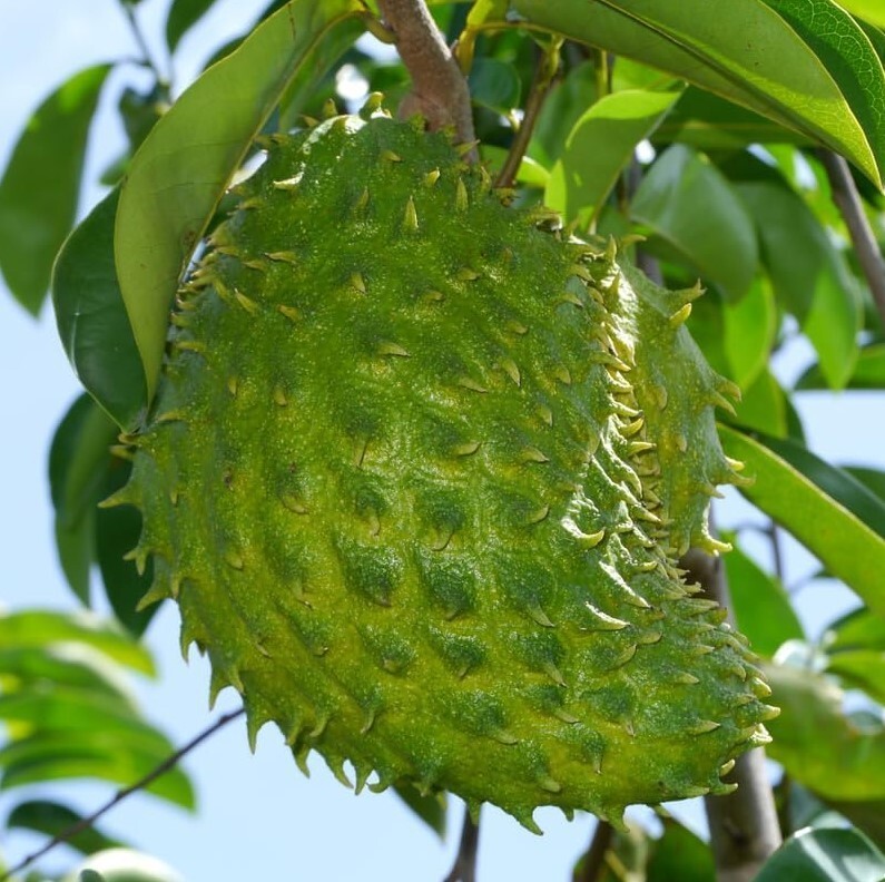 Soursop Tree – 20-30″ Tall – 1gal – Sweet Graviola Fruit – No Ship CA