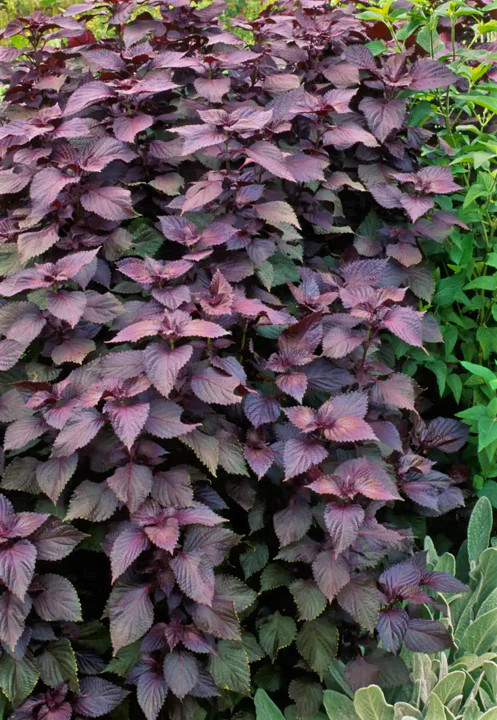 Purple Perilla Seeds | Japanese Red Shiso Aka Asian Mint Basil Herb Seed 2024