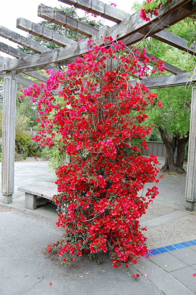 Well Rooted**SAN DIEGO RED* Live Bougainvillea starter/plug plant*USA SELLER*