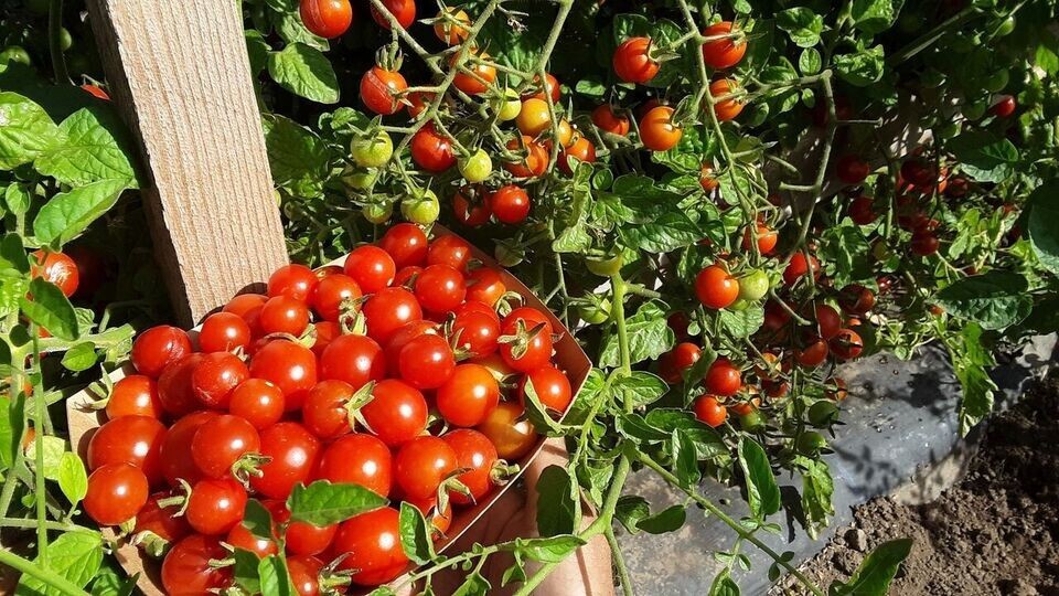 120+ SMALL CHERRY TOMATO SWEET SEEDS —————- HEIRLOOM – NON GMO – RARE