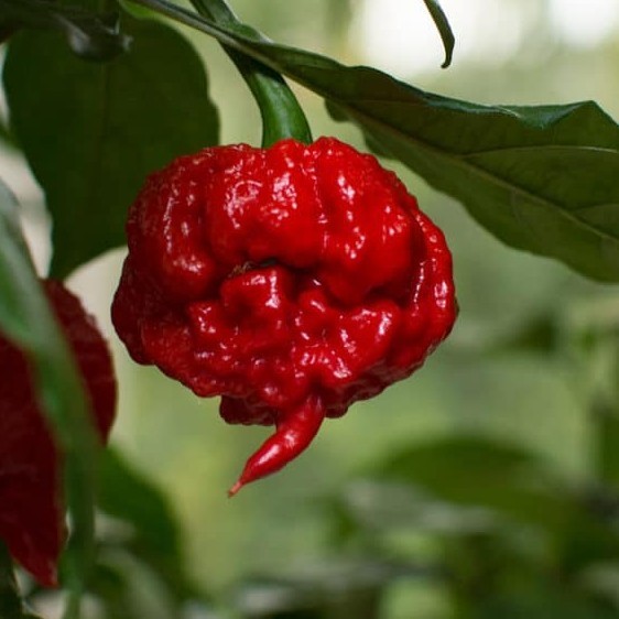15 Newly Harvested Super-Hot Fresh Carolina Reaper Red Premium Pepper Seeds-A 13