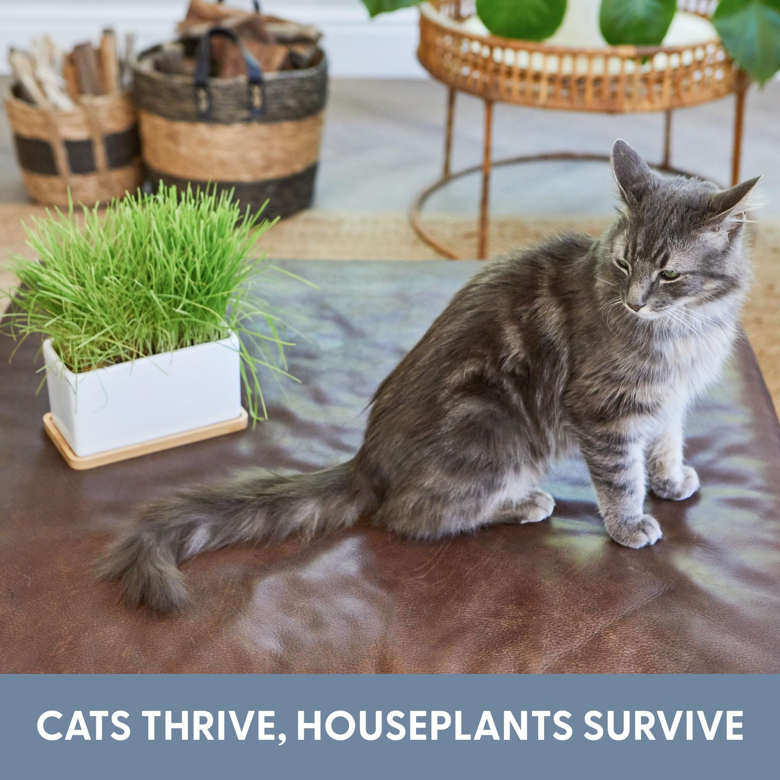 Organic Cat Grass Growing Kit – Seed Mix, Soil & Ceramic Planter for Hairball