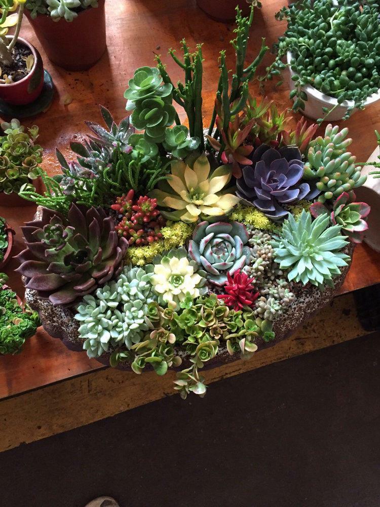 Assorted Succulent Cuttings, Clippings With 10 varieties plants for Garden Decor