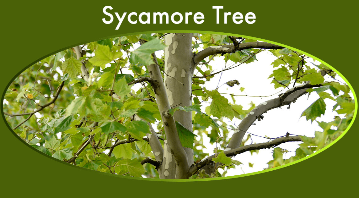 Indiana Grown American Sycamore Platanus occidentalis Tree Seeds 250 + to plant
