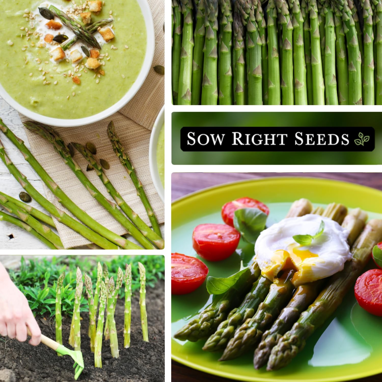 Sow Right Seeds Bulk Mary Washington Asparagus Seeds 1 Oz 1600 Seeds