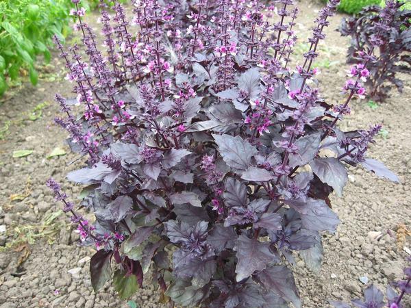 200+ Dark Opal Basil Seeds, Heirloom NON-GMO, Always Fresh Seeds for Your Garden