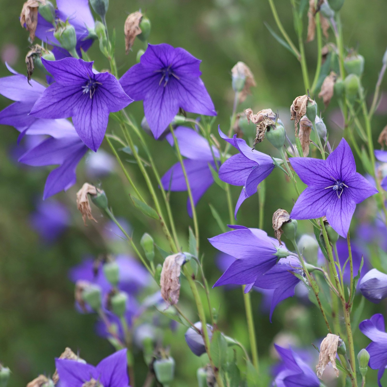 Balloon Flower Seeds (Platycodon grandiflorus) ~Traditional Herb Garden