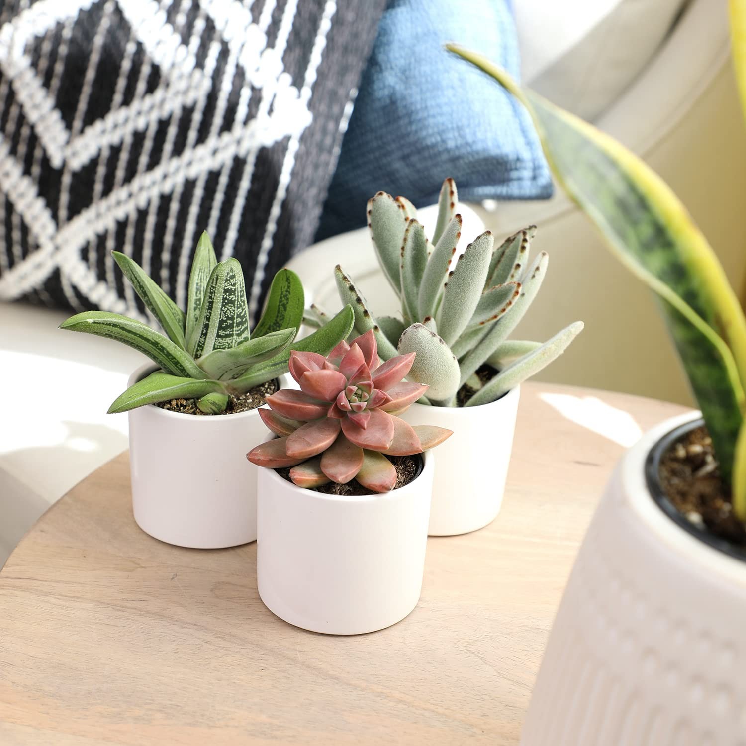 Plants For Pets Succulents 3 Pk Live Succulent Plants In White Pots Mini