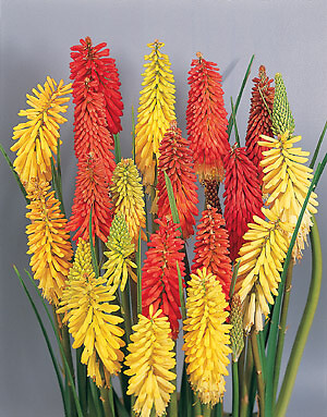 Kniphofia Flamenco 250 seeds