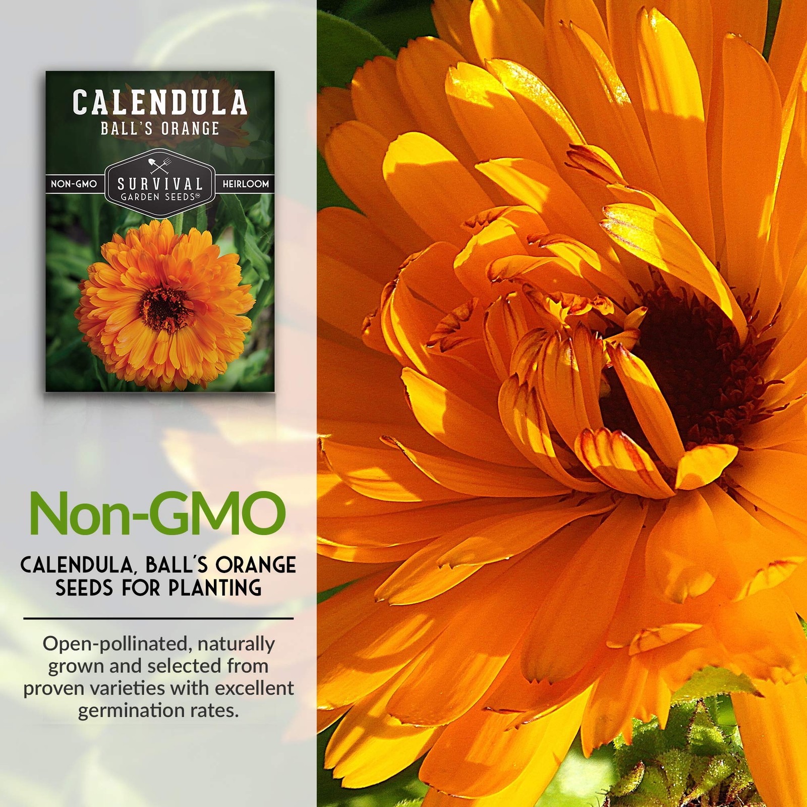 Ball’s Orange Calendula Seeds for Planting – Medicinal Herb & Edible orange