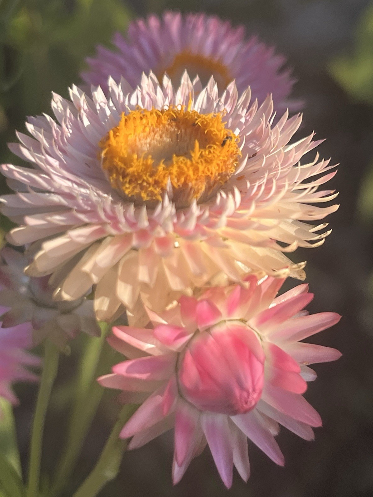 Garden Start Seed Variety Packs (PNW Native, Rare Exotic)
