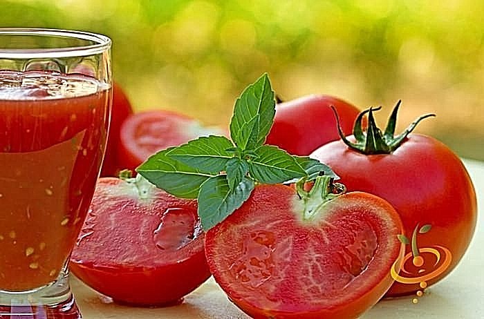 ACE 55 tomato heirloom non-gmo LOW ACID GREAT CANNER! DISEASE RESISTANT! O.P.