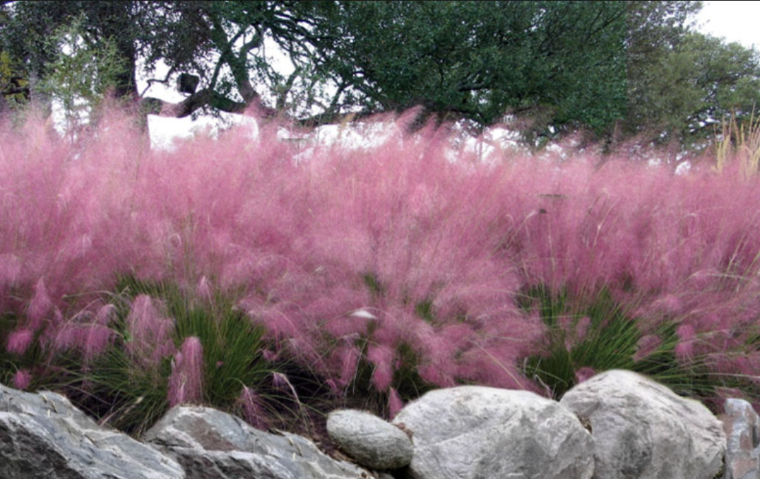 Muhly Grass Pink Live Plant – 5-8 Inches Tall – Ship No Pot