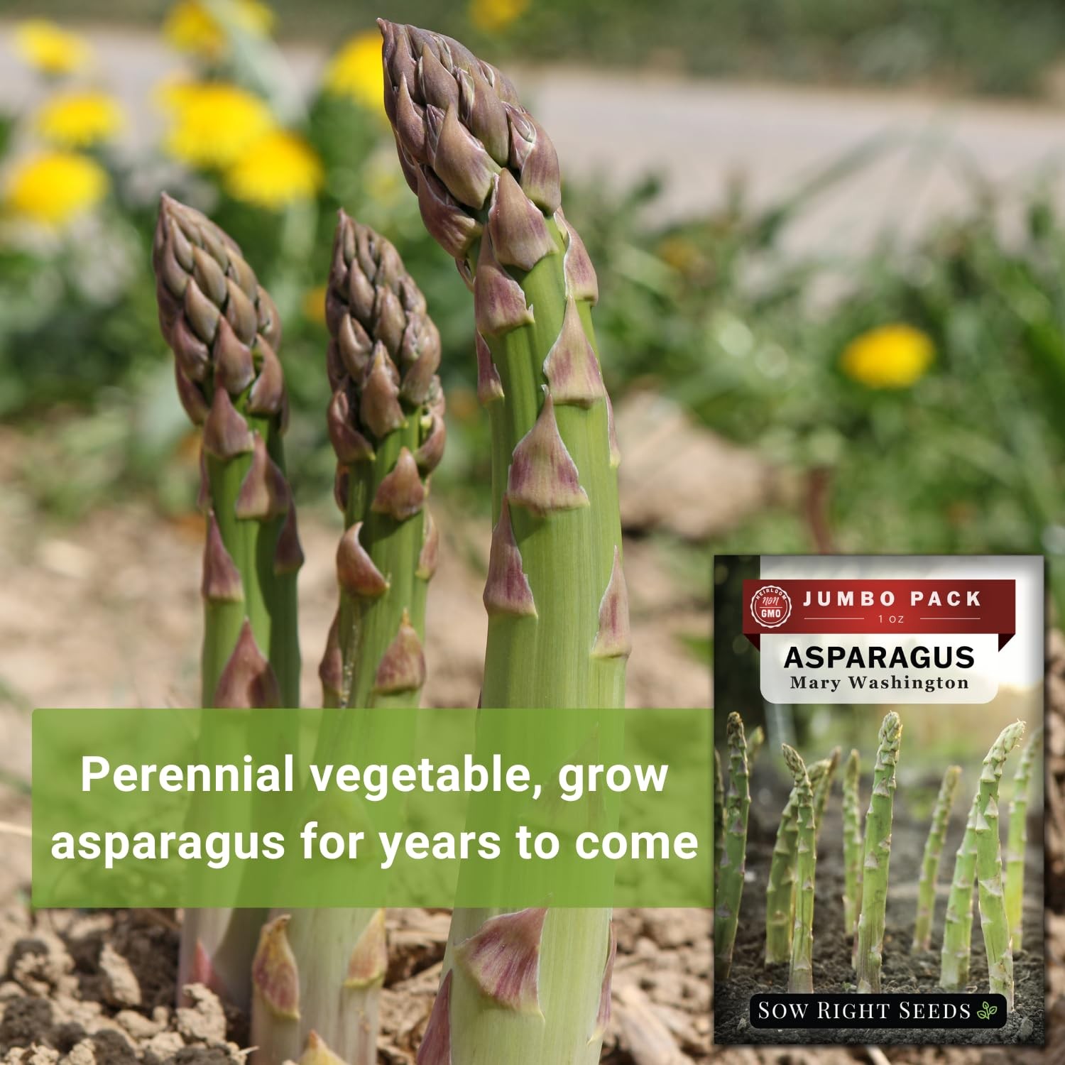 Sow Right Seeds Bulk Mary Washington Asparagus Seeds 1 Oz 1600 Seeds