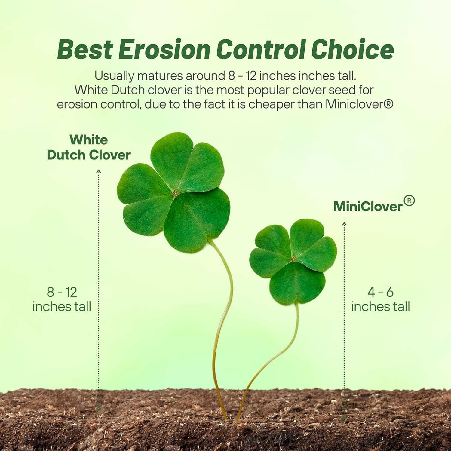 Perennial White Dutch Clover Seed – 2 lbs. Nitrocoated, Inoculated Clover Seeds