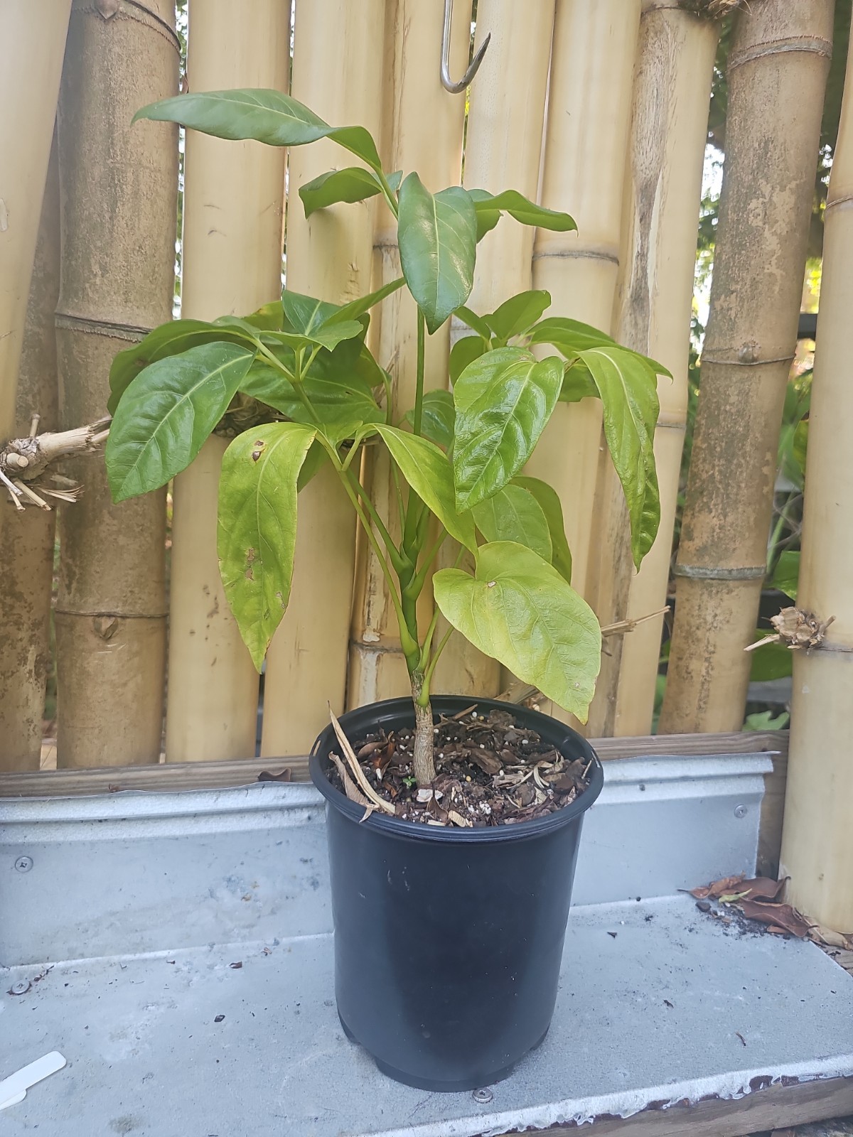 Umbrella Tree Schefflera actinophylla Octopus Live Plant 22″