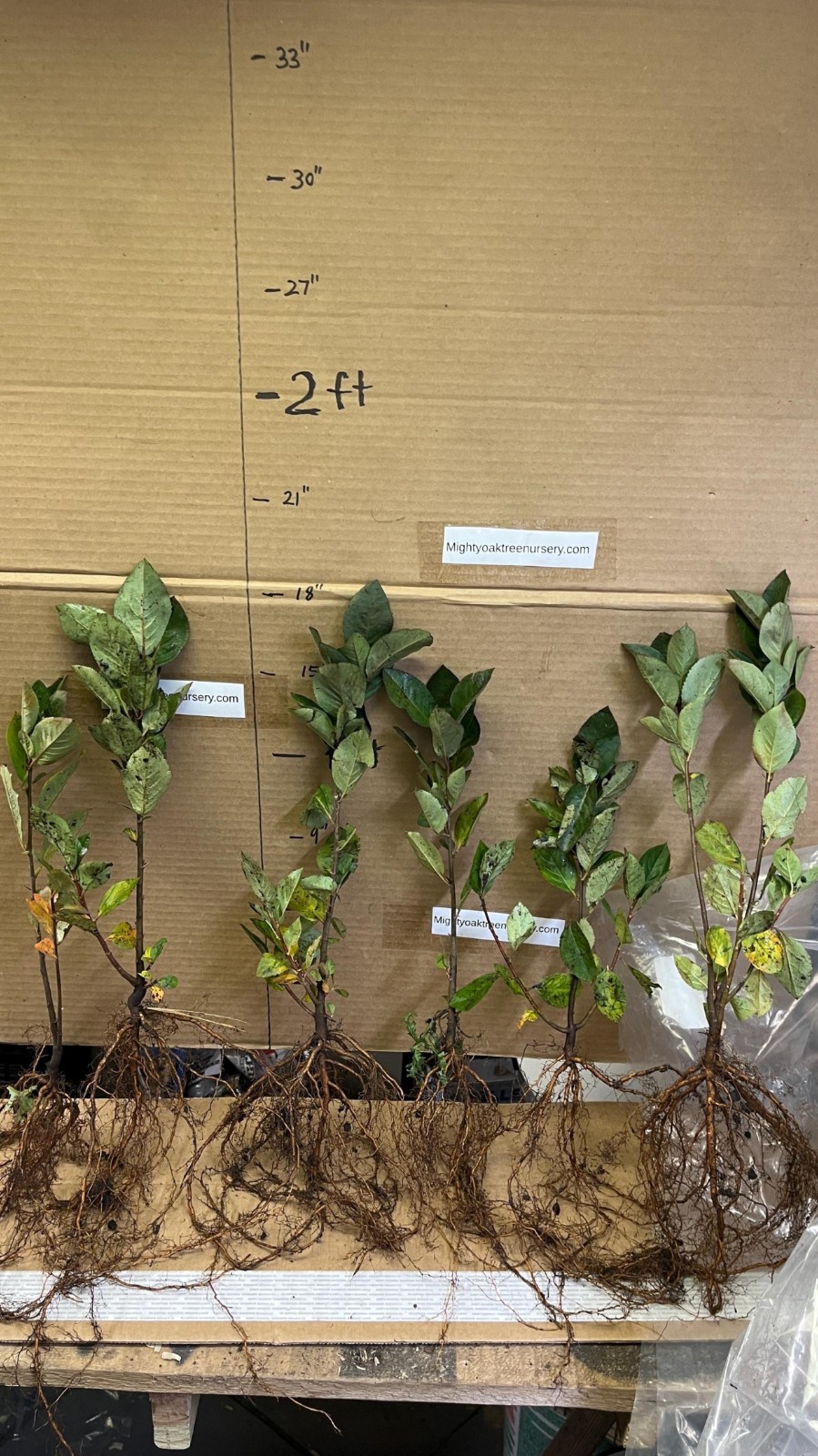 Aronia melanocarpa – Black chokeberry, 2 year old plant 12-18 inches tall
