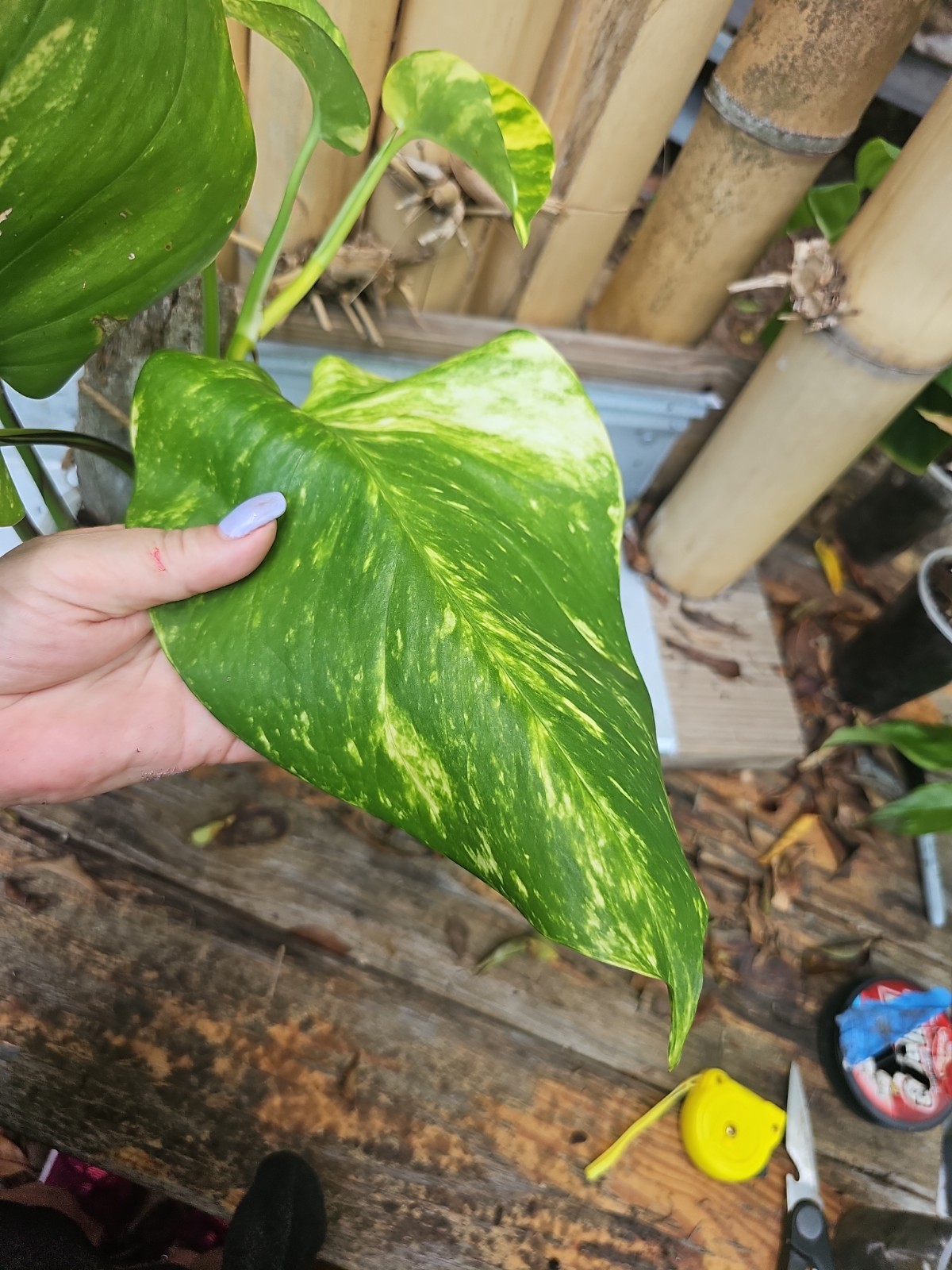 GIANT Variegated Golden Pothos Climbing hawaiian Large TRUNK NOT MONSTERA Mature