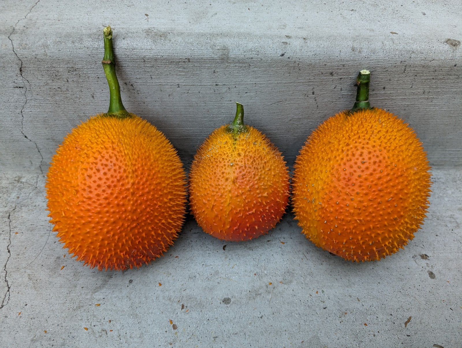 Dec 2025 Harvest | 10 Gac Fruit Seeds | Momordica Cochinchinensis | Hạt Trái Gấc
