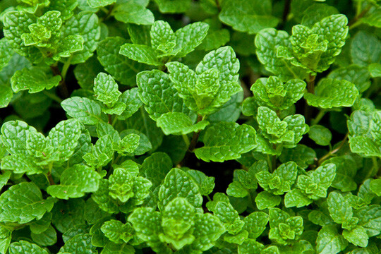 Peppermint Seeds [ Spearmint (Mentha spicata) ] Húng Lủi | Non-GMO