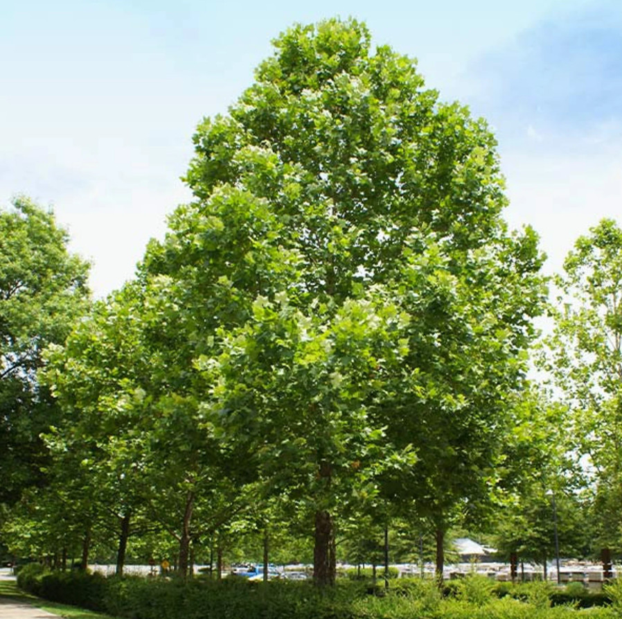 Live American Sycamore Plant (Platanus occidentalis) – Quart Pot (10–12″ Tall)