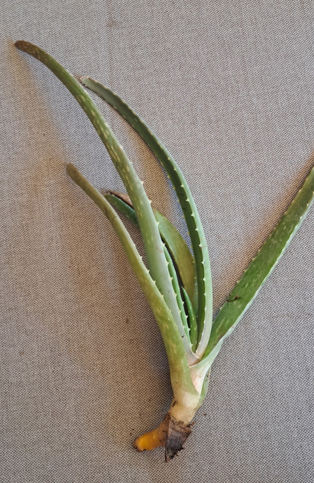 Aloe Vera “Savila” Medicinal Plant Drought Tolerant Succulent Live Plant Cutting