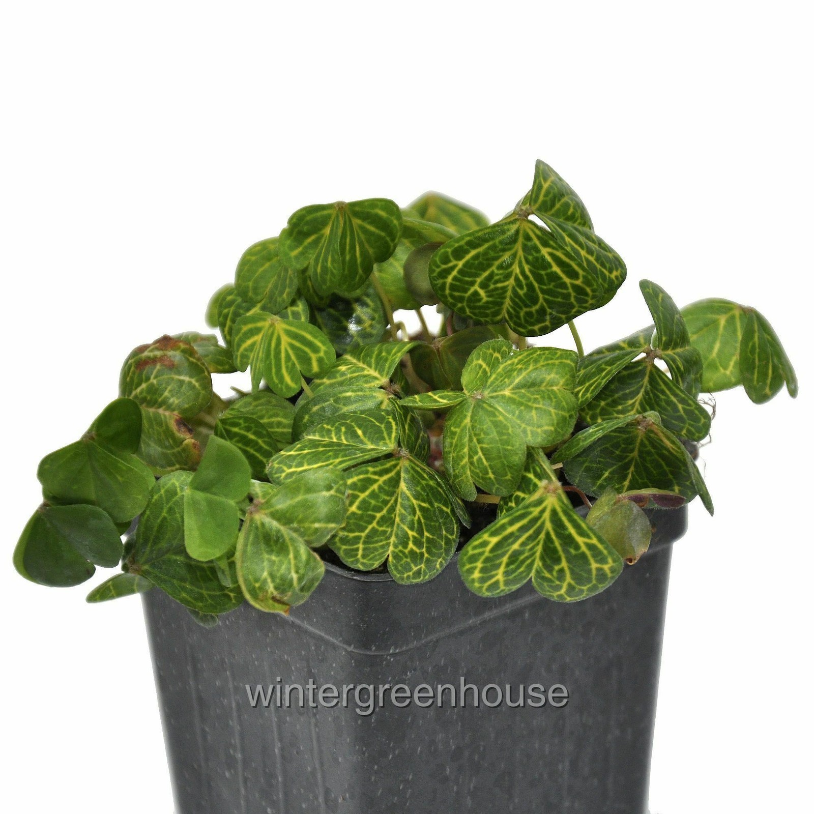 Oxalis debilis Aureo-Reticulata, Oxalis corymbosa, Container Size: 3″ (2.6×3.5″)