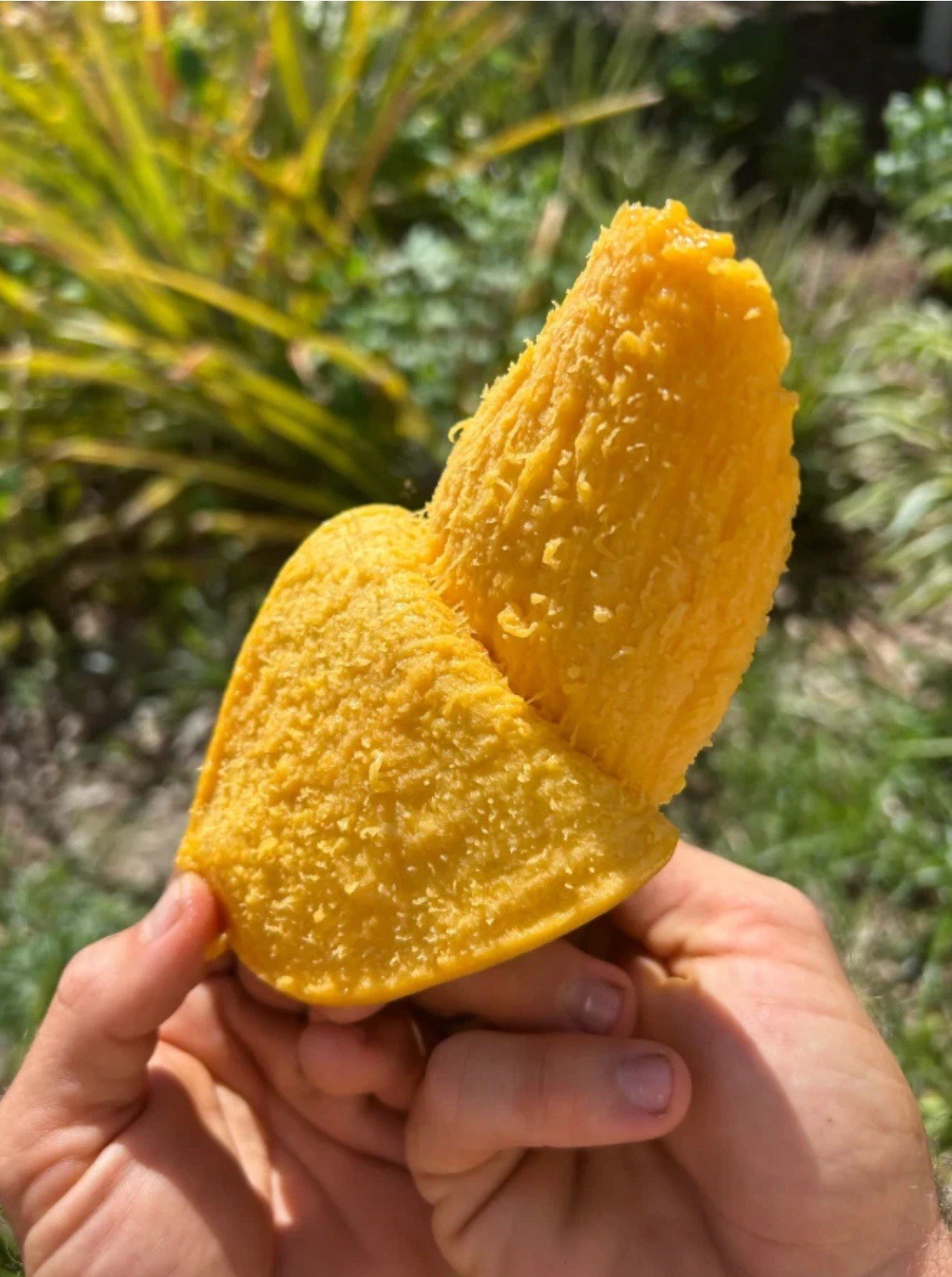 Live Mango Plant Seedling (Mangifera) Edible Outdoor Tree, Full Sun live tree