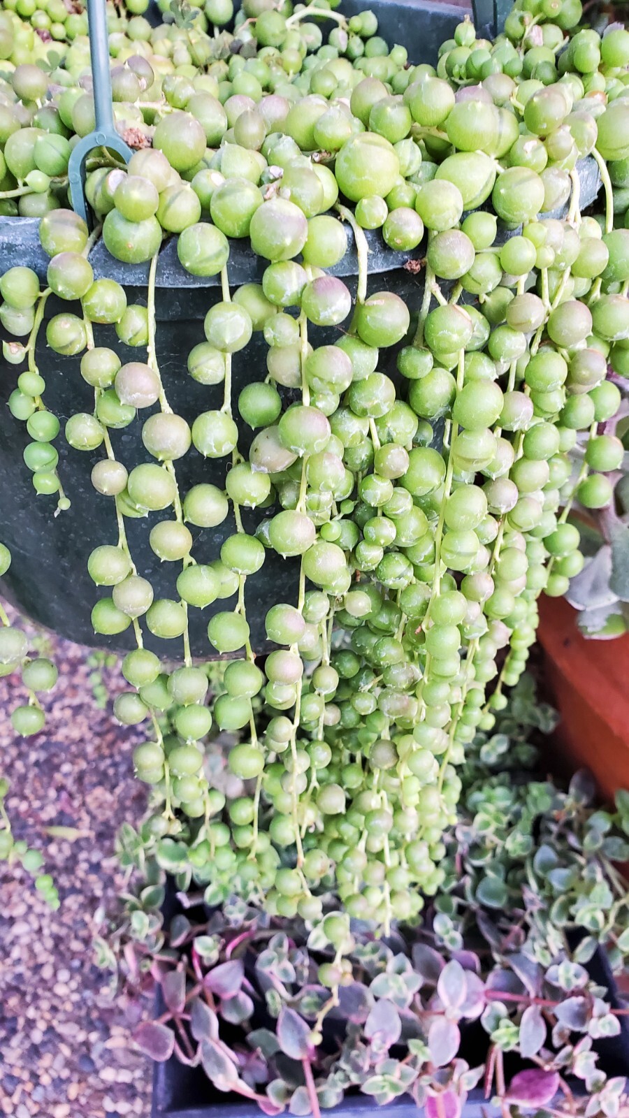 40 Succulent Assorted cuttings