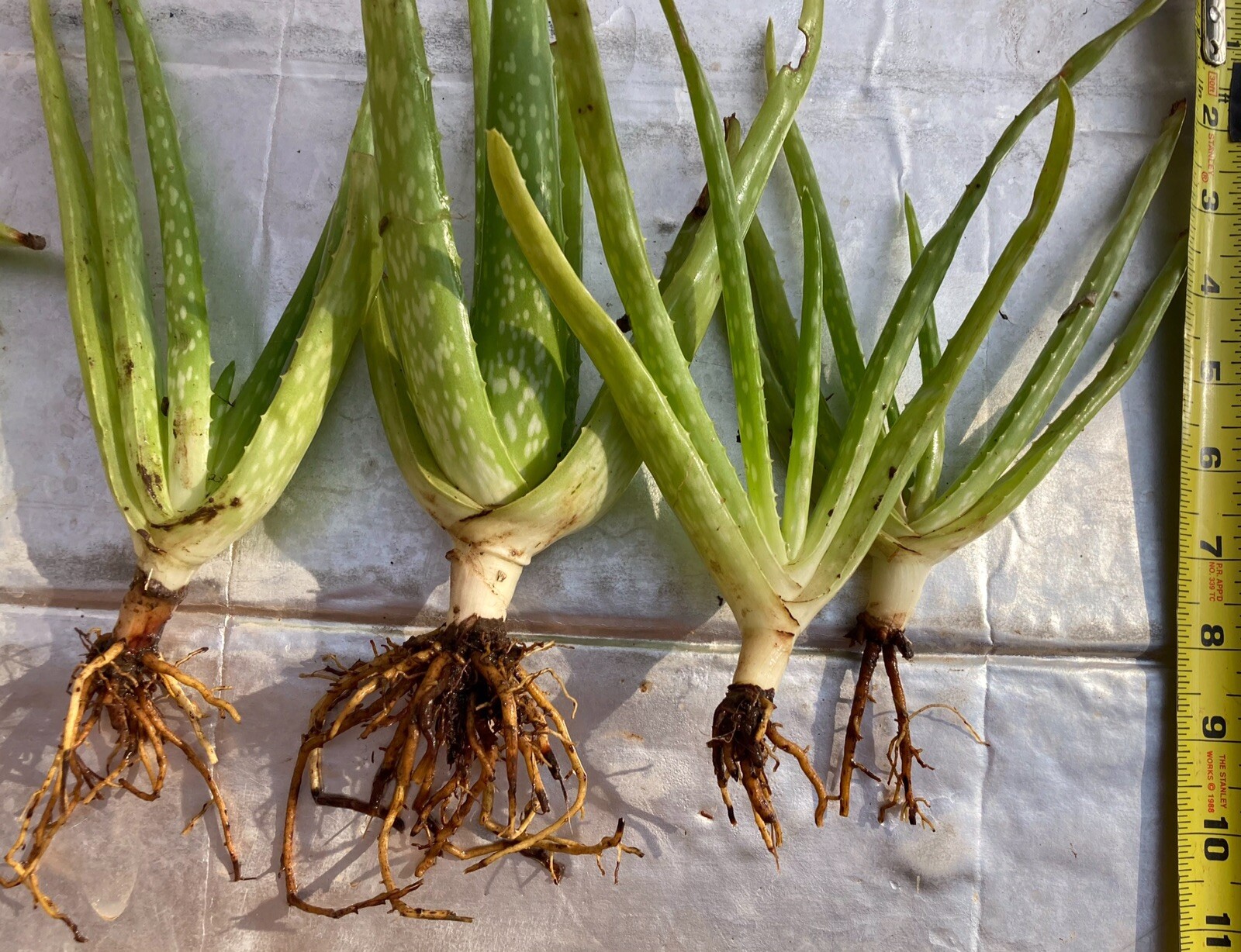 *Check Allowed States* 2+ Aloe Vera Live Org Barbadensis Bare Root Plants 8-12”