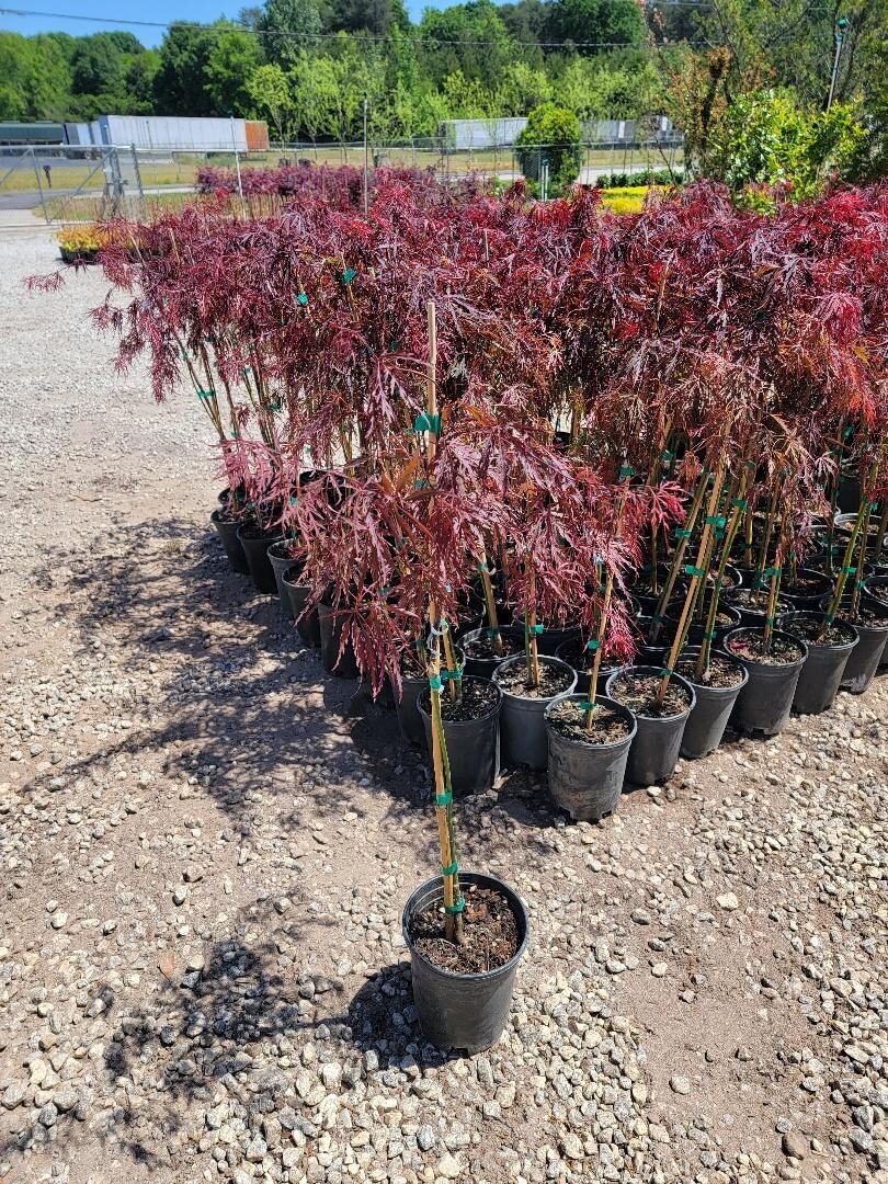 Crimson Queen Japanese Maple Tree – Live Plant – ( 2.5 QT )