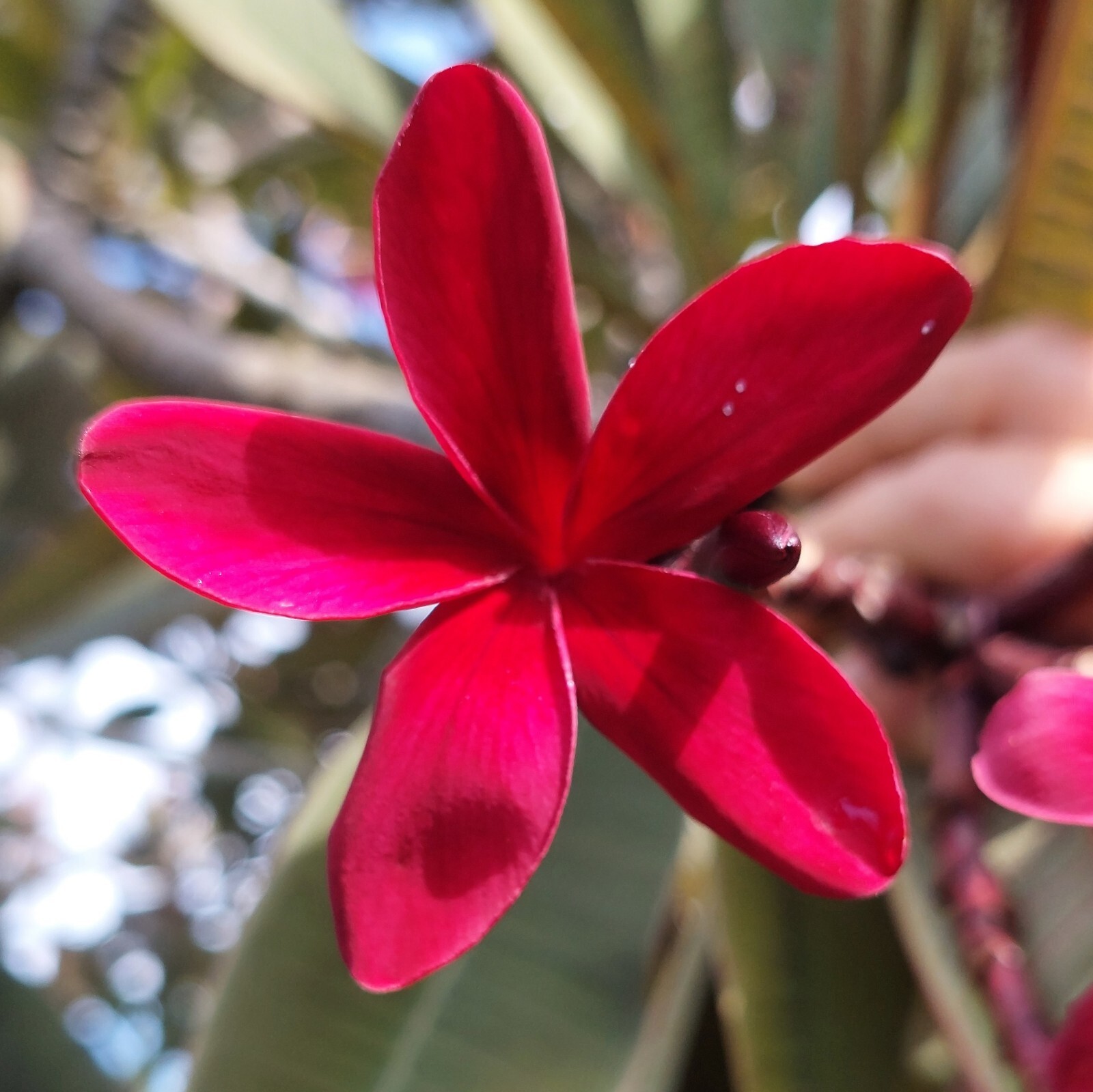 Hawaiian Red Ulaula Plumeria (Frangipani) Plant 8″ CUTTING – Fragrent