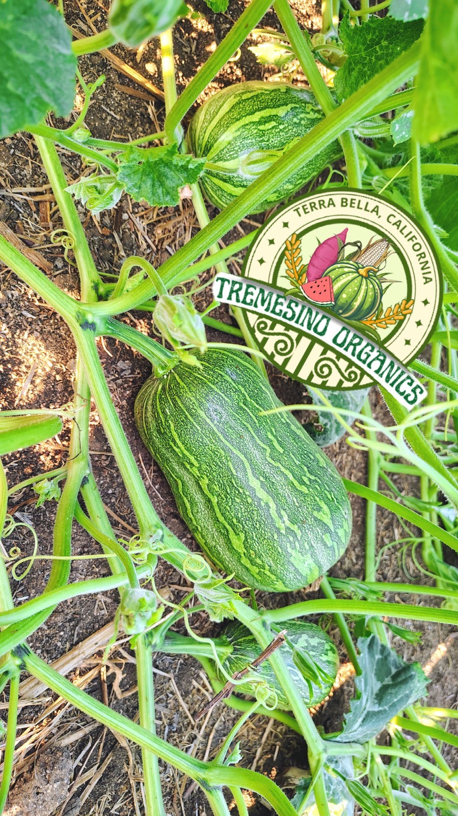 Organic Mexican Native Long Squash, 20 Seeds- Calabaza Mexicana,20 Semillas